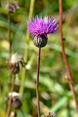 Cirsium canum