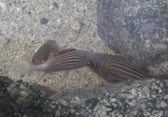 Sargocentron diadema