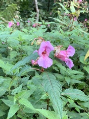 Impatiens glandulifera