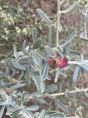 Asphondylia atriplicis