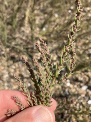 Suaeda calceoliformis