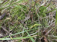 Eurhynchium angustirete