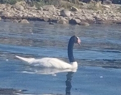 Cygnus melancoryphus