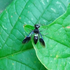 Trigonalys melanoleuca