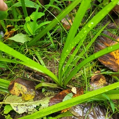 Sparganium americanum