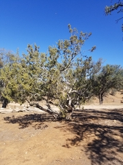 Juniperus californica