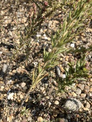 Suaeda calceoliformis