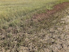 Suaeda calceoliformis