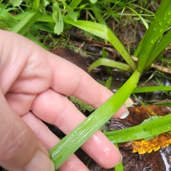 Sparganium americanum