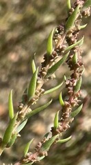 Suaeda calceoliformis