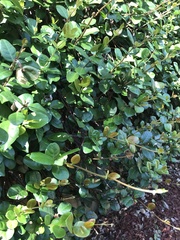 Trachelospermum asiaticum