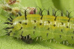 Periclista lineolata