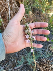 Stephanomeria diegensis