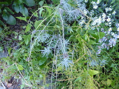 Helichrysum italicum