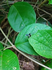 Trigonalys melanoleuca