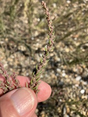 Suaeda calceoliformis