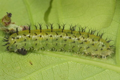 Periclista lineolata