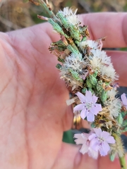 Stephanomeria diegensis