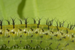 Periclista lineolata