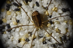 Nelima