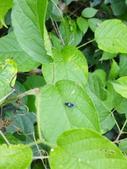 Trigonalys melanoleuca