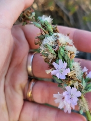 Stephanomeria diegensis