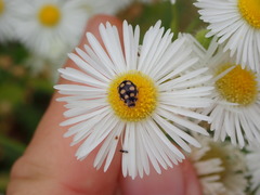 Coccinula quatuordecimpustulata