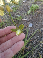 Albuca juncifolia