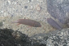 Sargocentron diadema