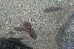 Sargocentron diadema