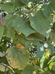 Cercis canadensis