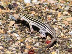 Aspidoscelis laredoensis