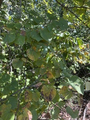 Cercis canadensis