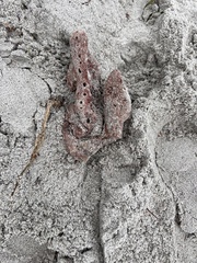 Amphimedon compressa