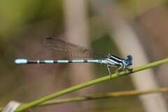 Argia bipunctulata