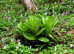 Veratrum album