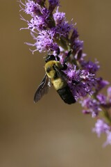 Bombus fraternus