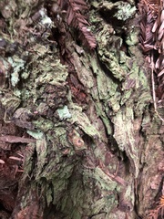 Chaenotheca furfuracea