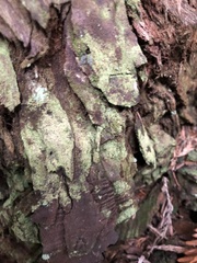 Chaenotheca furfuracea