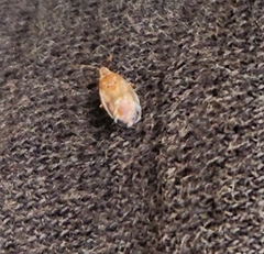 Kleidocerys resedae
