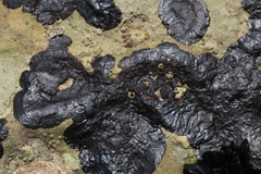 Hydropunctaria maura