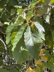 Quercus