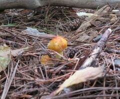 Hygrocybe acutoconica