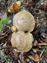 Leccinellum pseudoscabrum