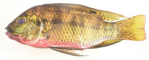 Tholloni tilapia (Coptodon tholloni) — Cichlidae