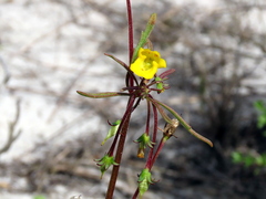Hemimeris sabulosa