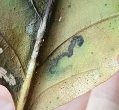 Stigmella saginella