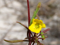 Hemimeris sabulosa
