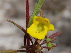 Hemimeris sabulosa