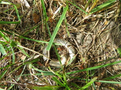 Narceus americanus